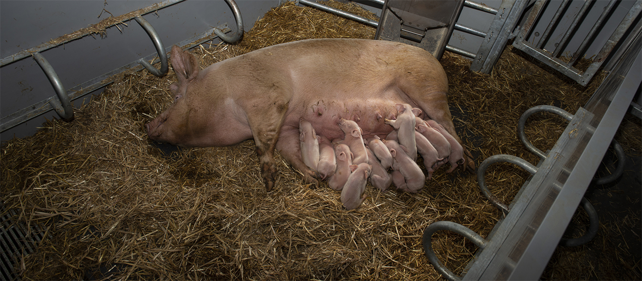 Alimentation de la famille KZB dans l'étable biologique